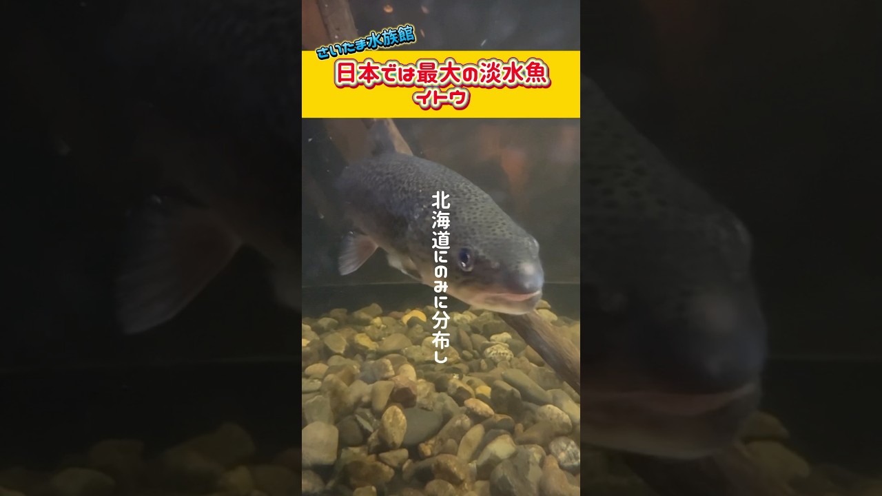イトウの最大は大きさだけじゃない！#shorts