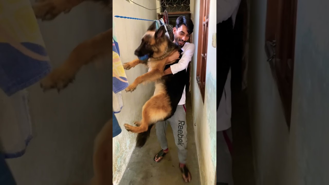 Eid k kapra khrab kardiy | 🔞😡😡😡| German shepherd dog | #doglover #youtube #viral #comedy