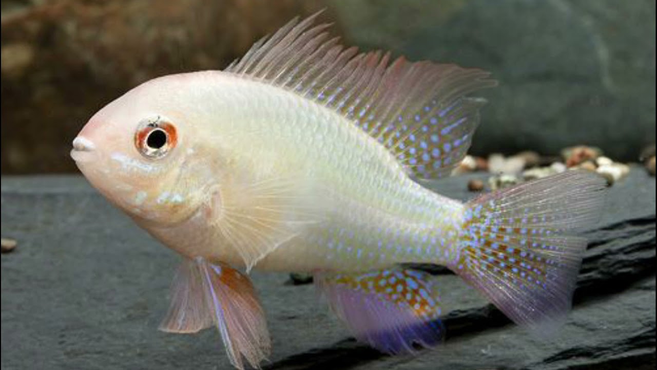 Nomenclatura actual en peces ornamentales