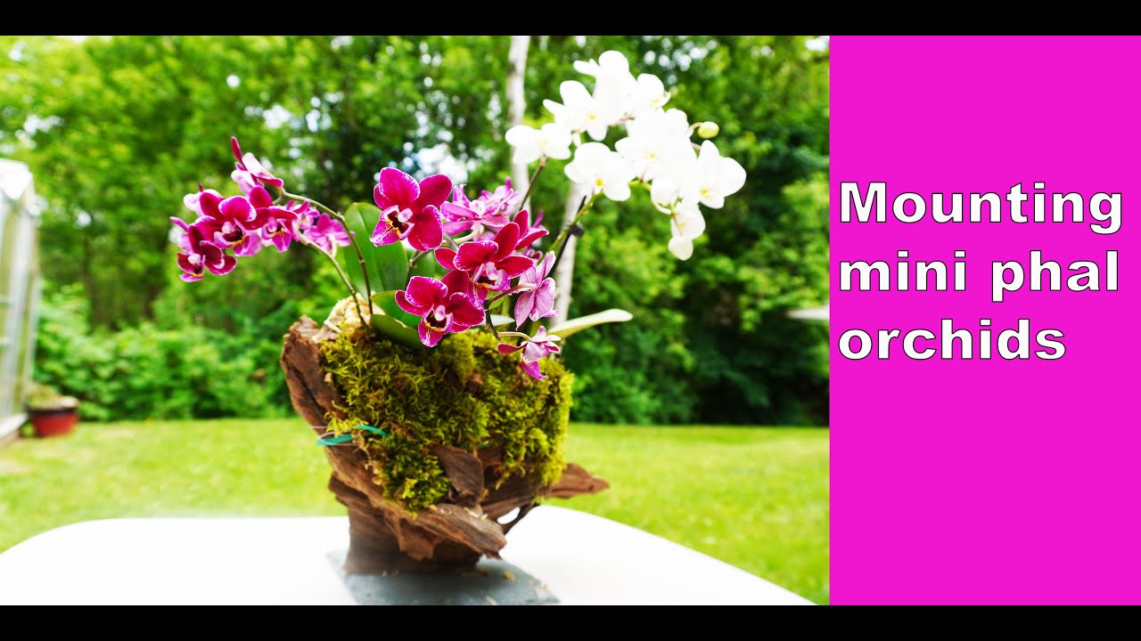 Mounting mini phalaenopsis orchid into a drift wood 6/13/2020