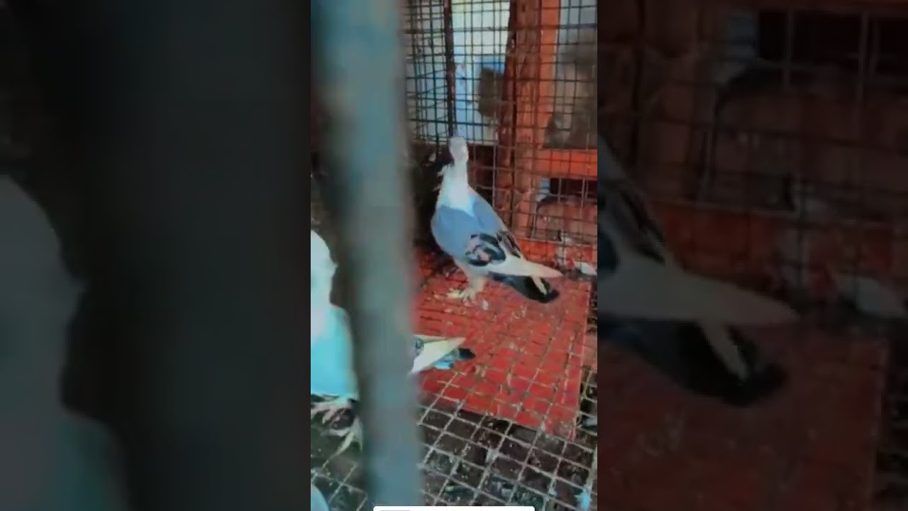 SATINET pigeon       #pigeonlover  #lovebird  #petlover #fancypigeon