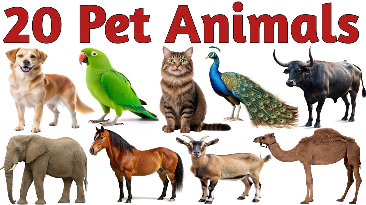 20 पालतू जानवर सीखें | Learn 20 Pets Names for Kids with Pictures Sounds | Kiss Learning Video 