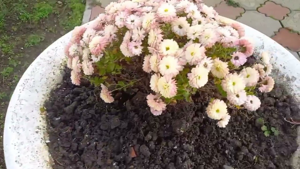 Яркие краски осени в Ейске 🍁