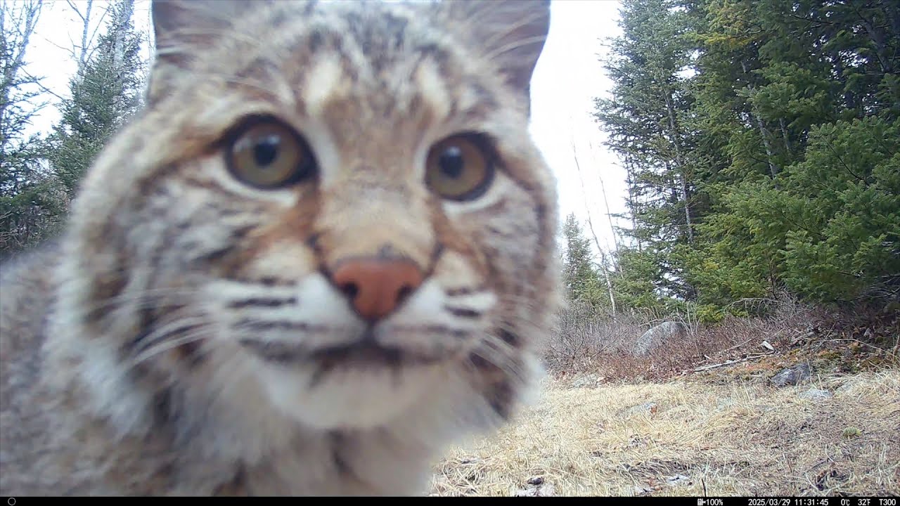Early Spring 2025 Downeast Maine Wildlife
