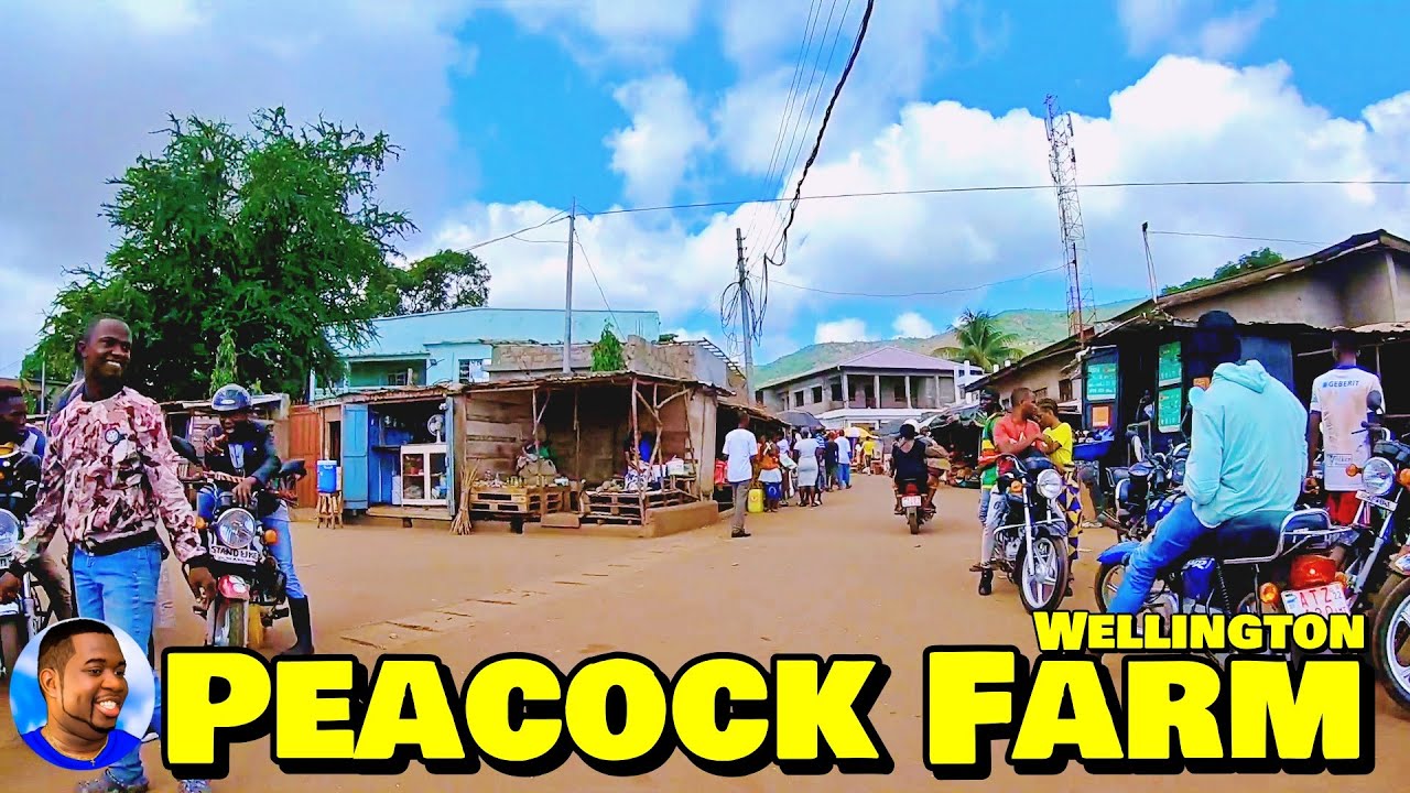 Welcome To PEACOCK FARM - Wellington 🇸🇱 🌍 Roadtrip 2022 - Explore With Triple-A