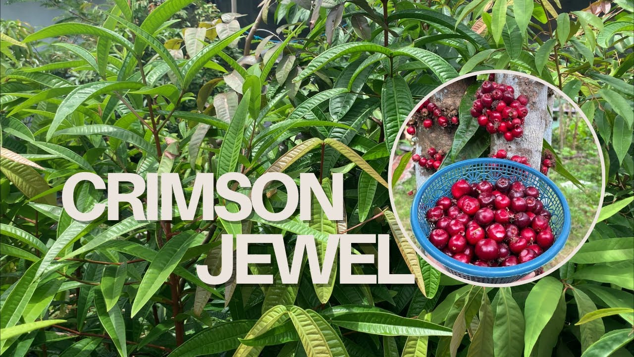 Syzygium rubrocarpum: багровая жемчужина тропического леса | Javanese Elflora