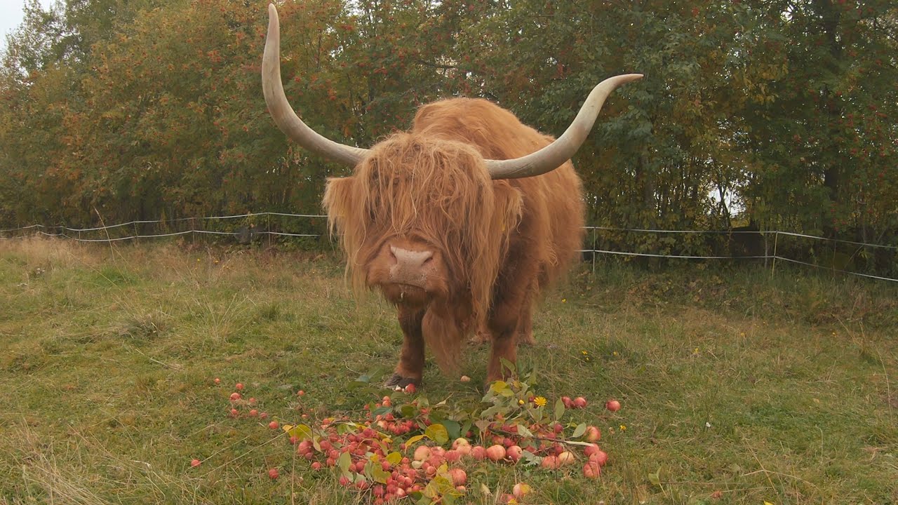 Scottish Highland Cattle In Finland: Old cow with long horns eating apples