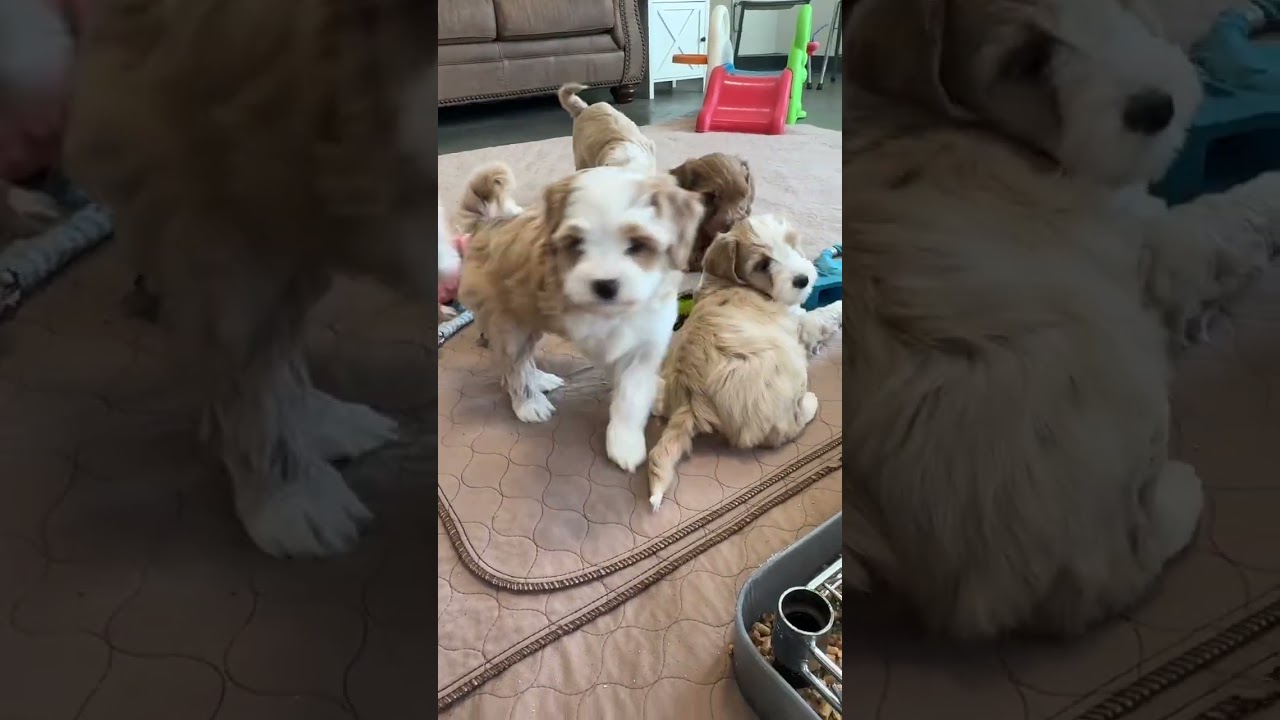 Lu x Mac pups at 7 wks 