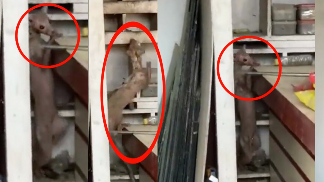 The internet has been bamboozled by a strange cat-like creature that was caught on camera #AMJ