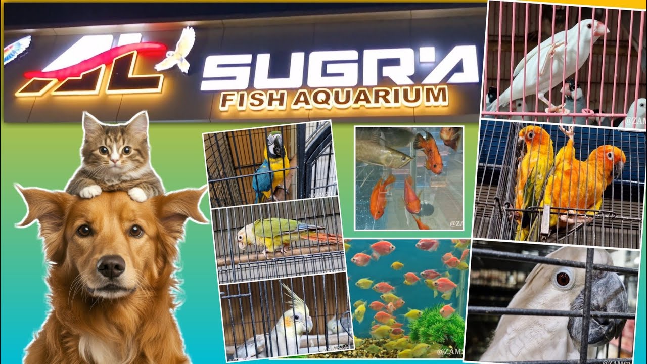 YHA PAR INTERNATIONAL LEVEL KE FISH, BIRD'S, EXOTIC, DOG'S & CAT'S MILTE HAI  AL SUGRA PET SHOP