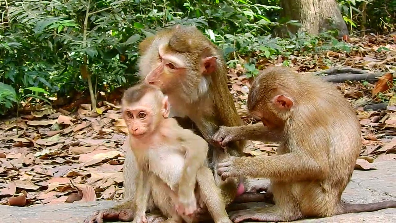 Nice family monkey