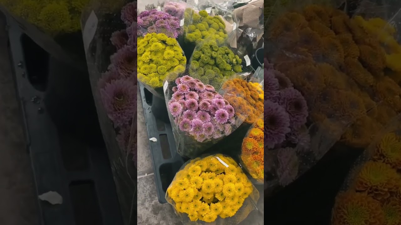 Supplying Beauty in Bulk &ndash; Fresh Flowers for Florists & Events  #uae