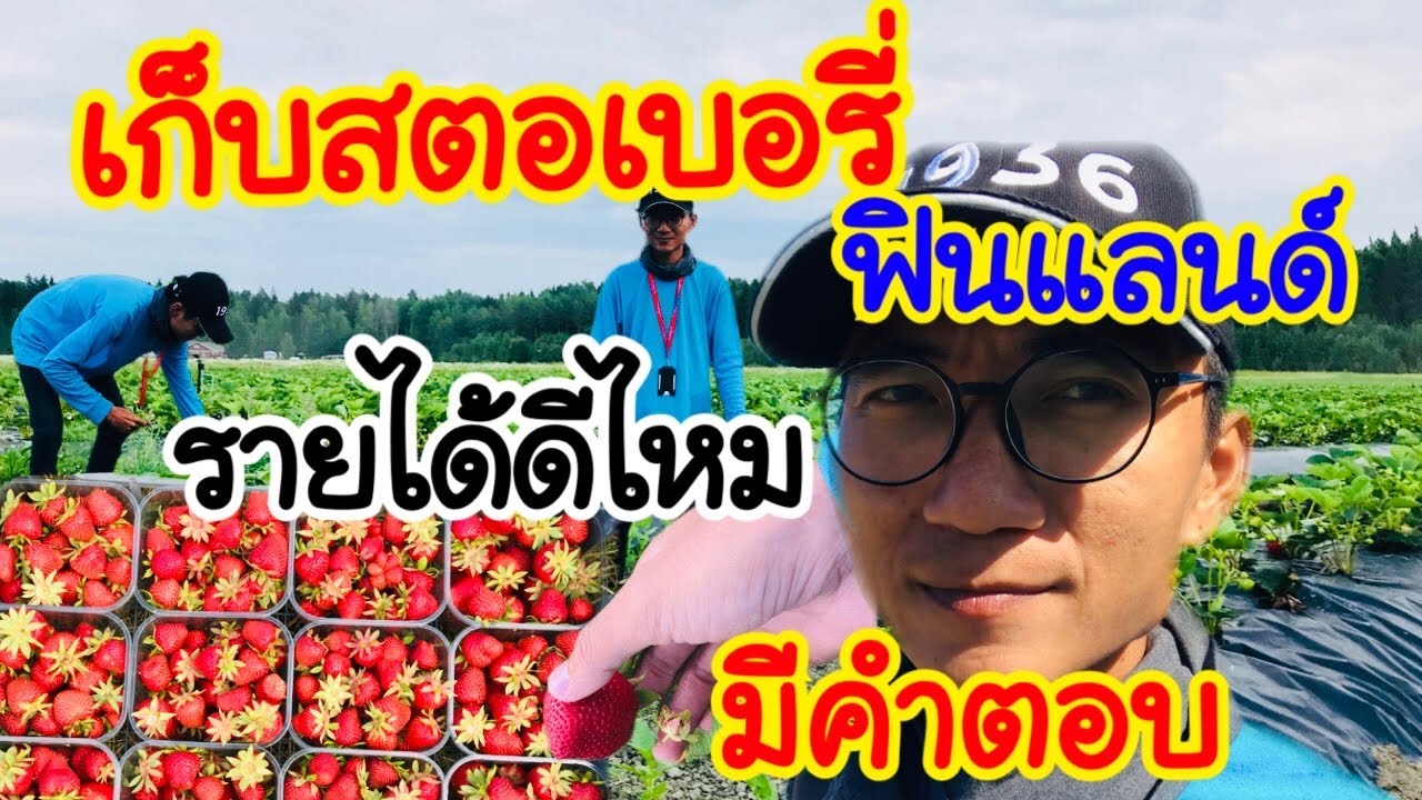 เก็บสตอเบอรี่ ฟินแลนด์ พันธ์ุนี้หวาน เก็บแบบไหน รายได้ดีไหม มีคำตอบในคลิปนี้