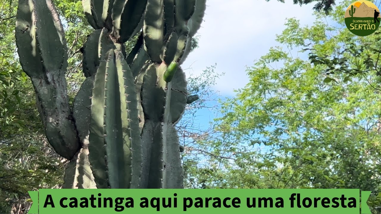 Mostrando a Caatinga Nordestina