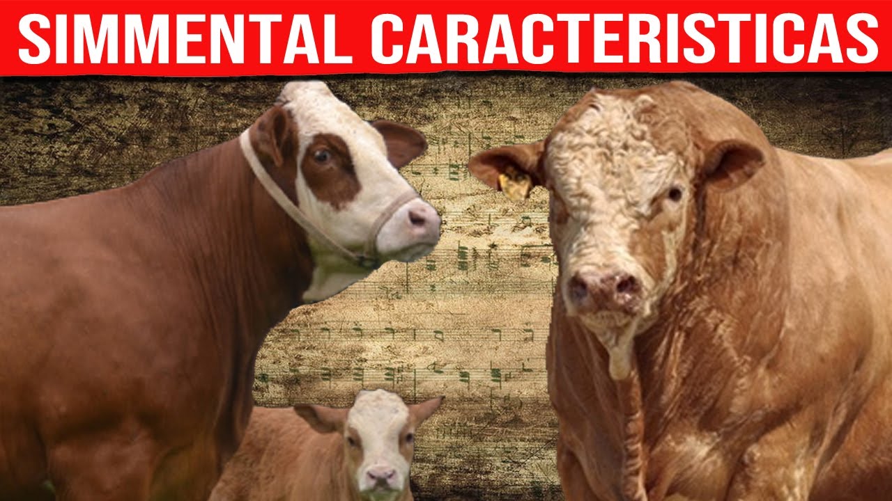🔴 SIMMENTAL Características ✅ Ganado Bovino Doble Propósito