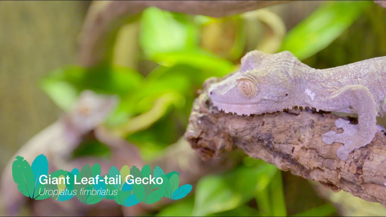 Giant Leaf-tail Geckos