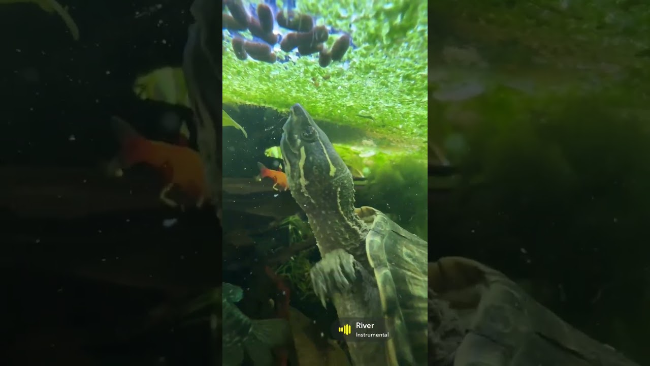 Shelldon the musk turtle having some dinner 