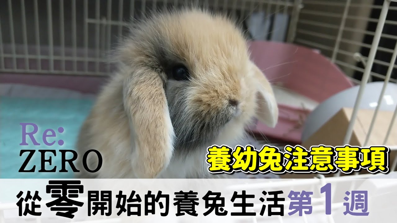 幼兔到家裡的第一週：養幼兔6個注意事項【從零開始的養兔生活】