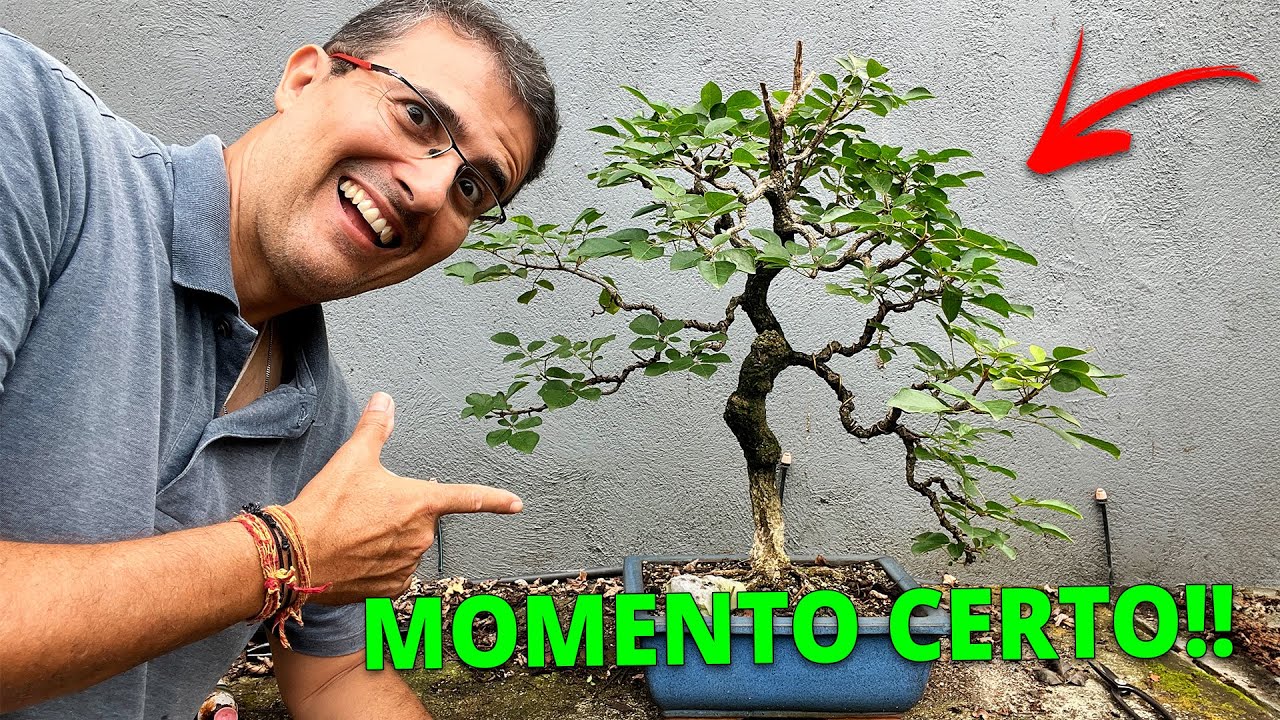 Intervi no meu Bonsai de Ipê Amarelo… e isso muda tudo 🌳