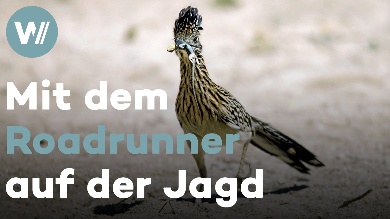 Roadrunner k&auml;mpft gegen Klapperschlange und jagt Eidechsen