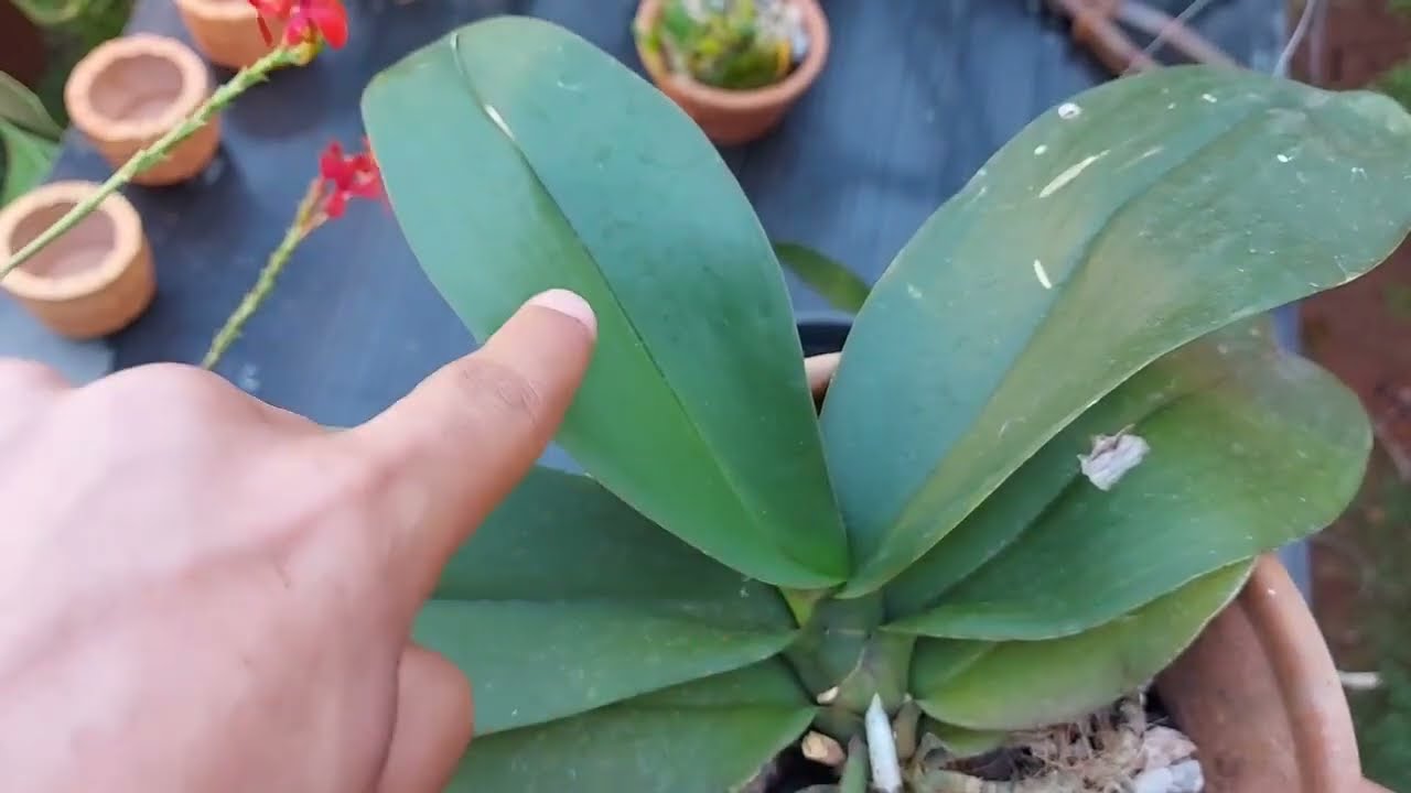 PLANTE PHALAENOPSIS ASSIM E VEJA O TANTO DE RAÍZES QUE VÃO NASCER!!!