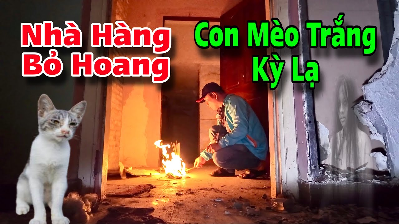Trở lại nhà hàng bỏ hoang gặp con mèo trắng kỳ lạ