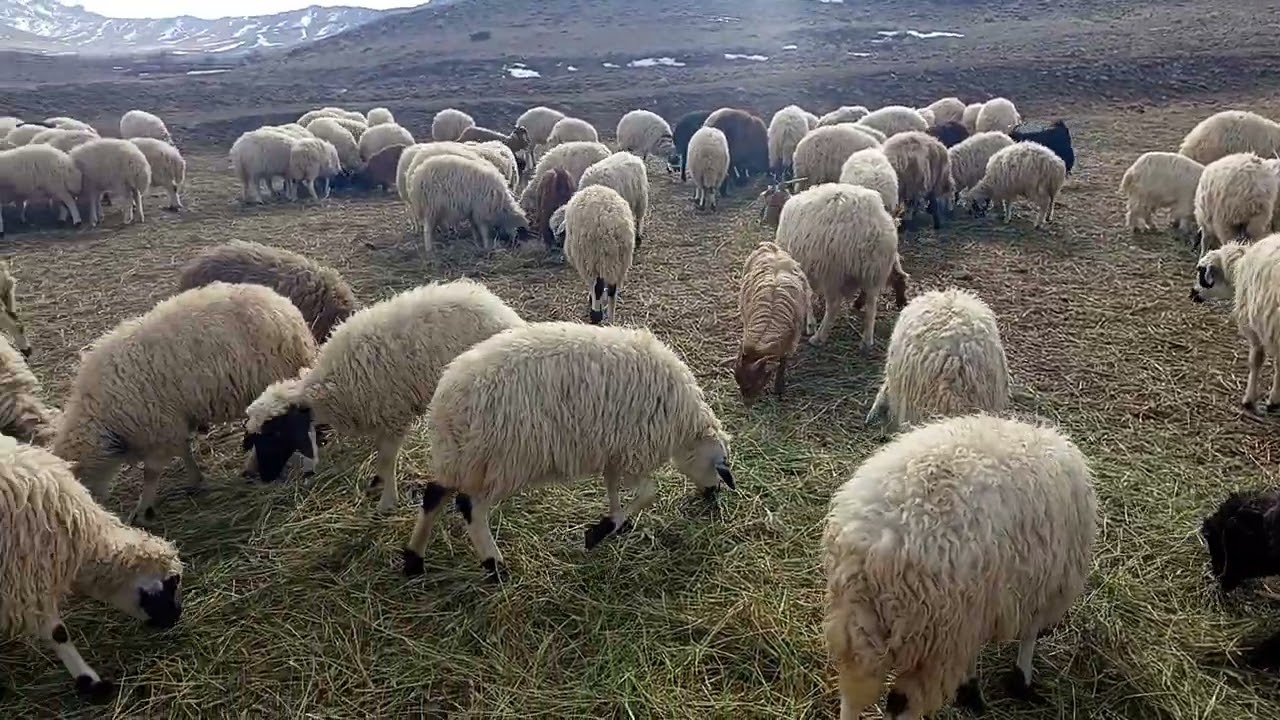 فقط دارن میخورن 