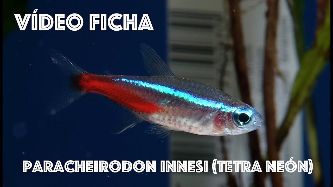 Tetra neón, cuidados y mantenimiento en el acuario.