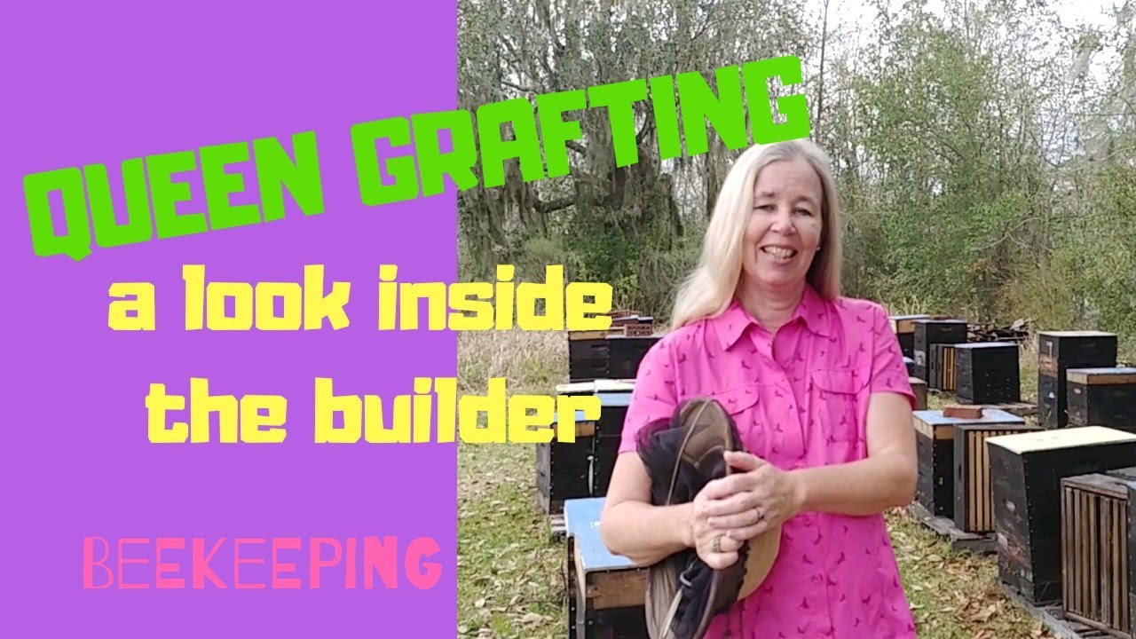 ☯️ QUEEN GRAFTING | A Look at a Builder Hive  - #QueenRearing