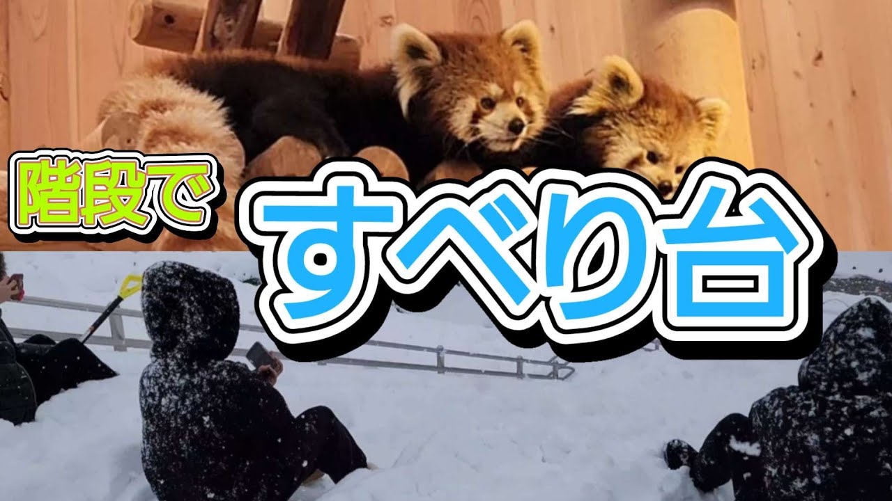 【寄り添うレッサーパンダのニーコとレイファ、西山公園の階段を滑り台にして楽しむ女の子達、かえでが移動、他・・・】～Nishiyama Zoo red pandas～