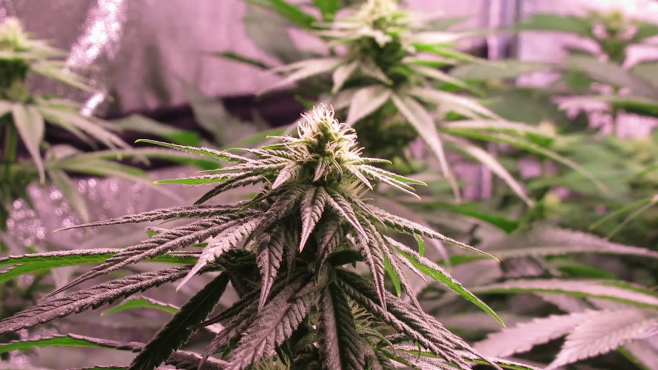 Sour Diesel & Girl Scout cookies by Zamnesia