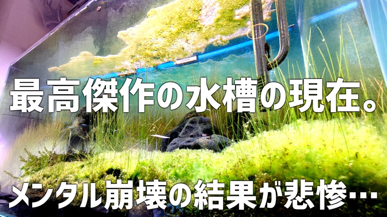 出すか迷った水槽の現在。精神不安定による水槽の変化を包み隠さずお見せします。#795【アクアリウム】