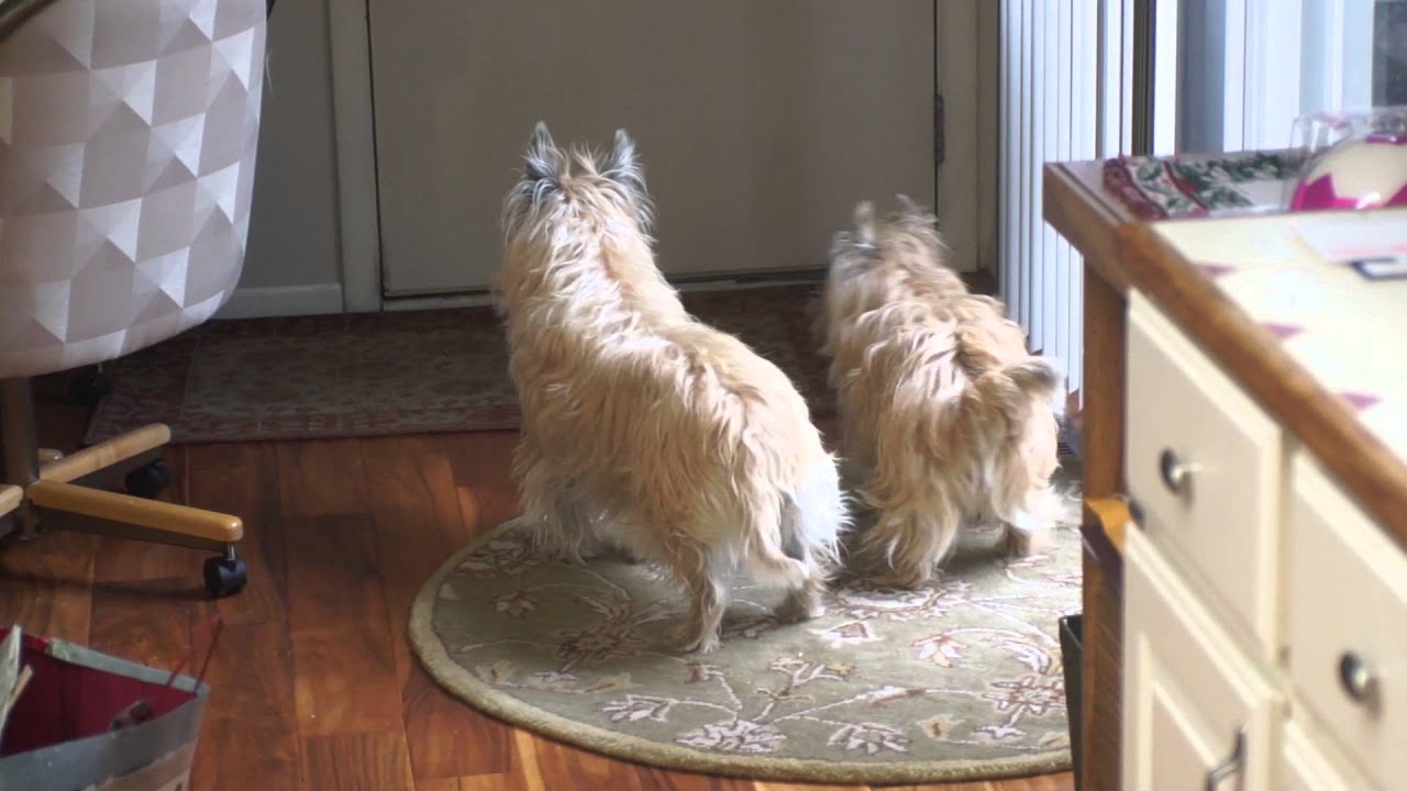 Cairn Terriers' Mom's home!