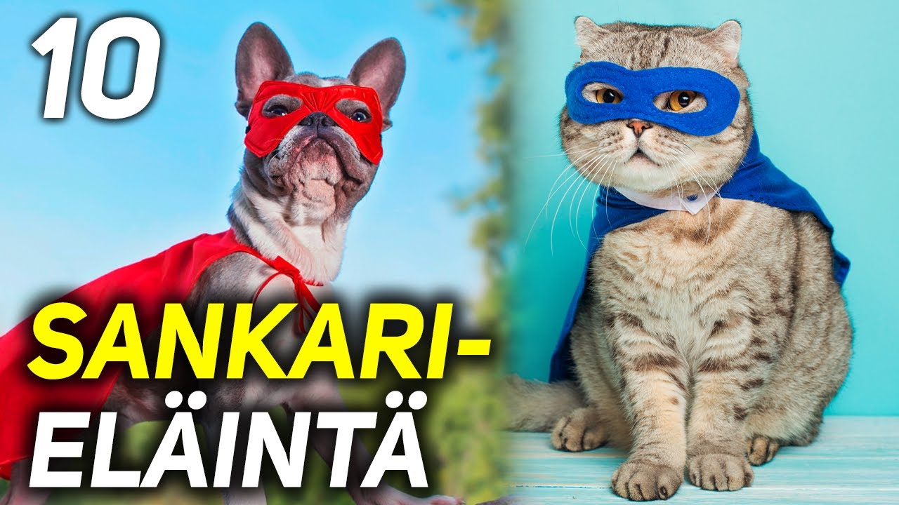 10 SANKARIELÄINTÄ JOTKA PELASTI IHMISHENGEN