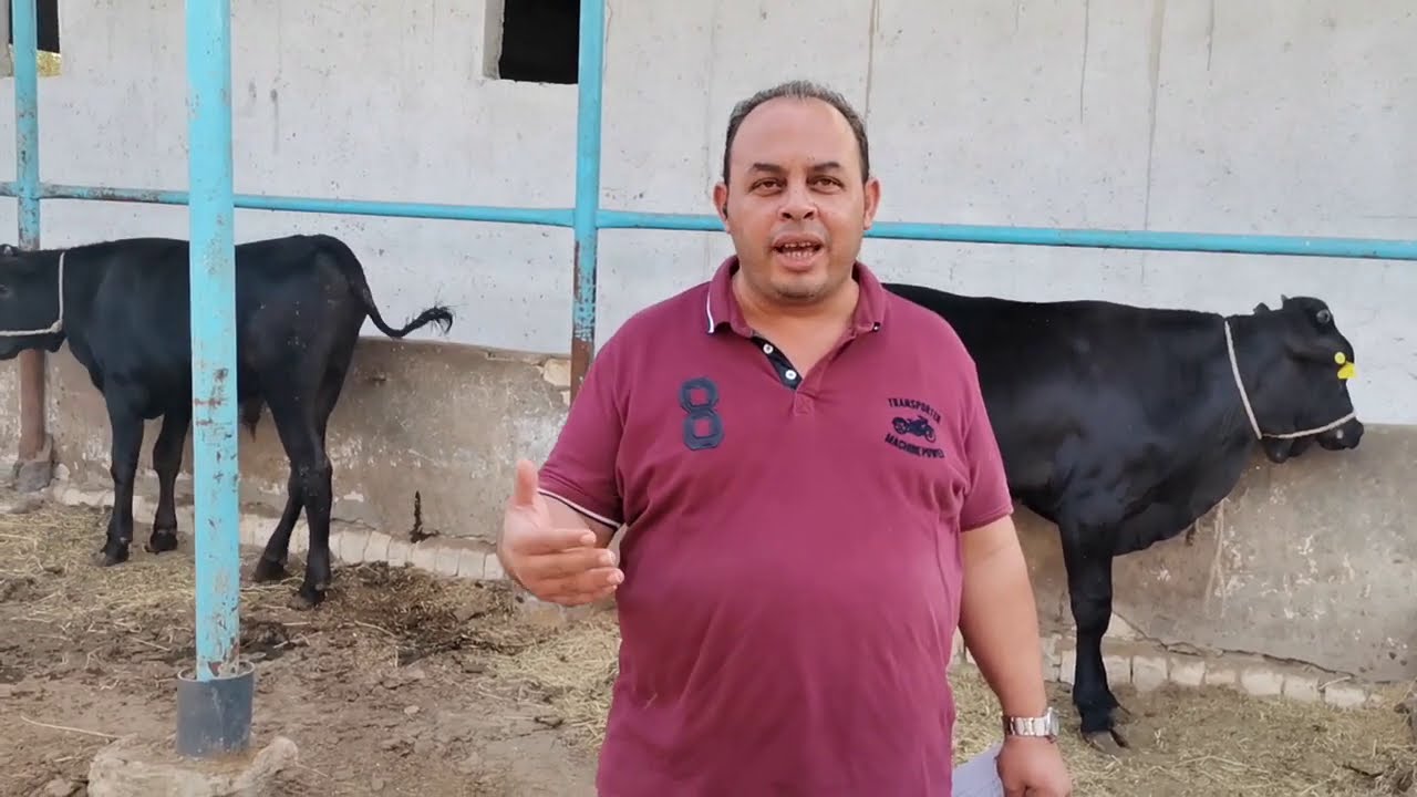 فن إدارة البيطرة في الإنتاج الحيواني