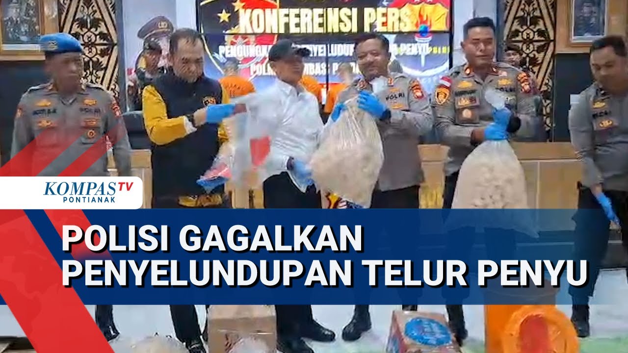 Polres Sambas Gagalkan Penyelundupan Telur Penyu Asal Kepulauan Riau Dari 4 Pelaku