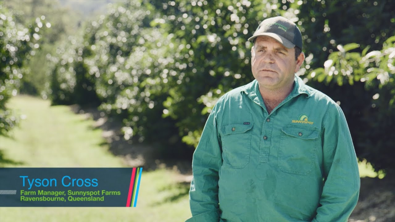 Luna® Sensation Fungicide by Bayer | Treating Anthracnose & Stem End Rot in Avocados