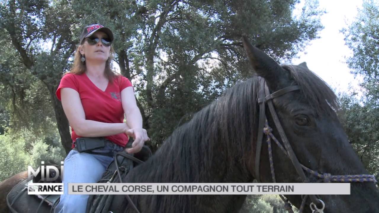 LE FEUILLETON : Le cheval corse, un compagnon tout terrain