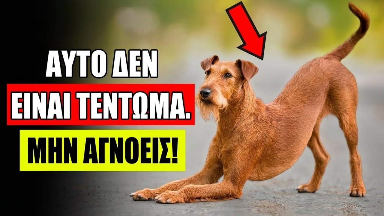 Αν ο Σκύλος Σου Τεντώνεται Όταν Σε Βλέπει... Να Τι Σημαίνει Πραγματικά