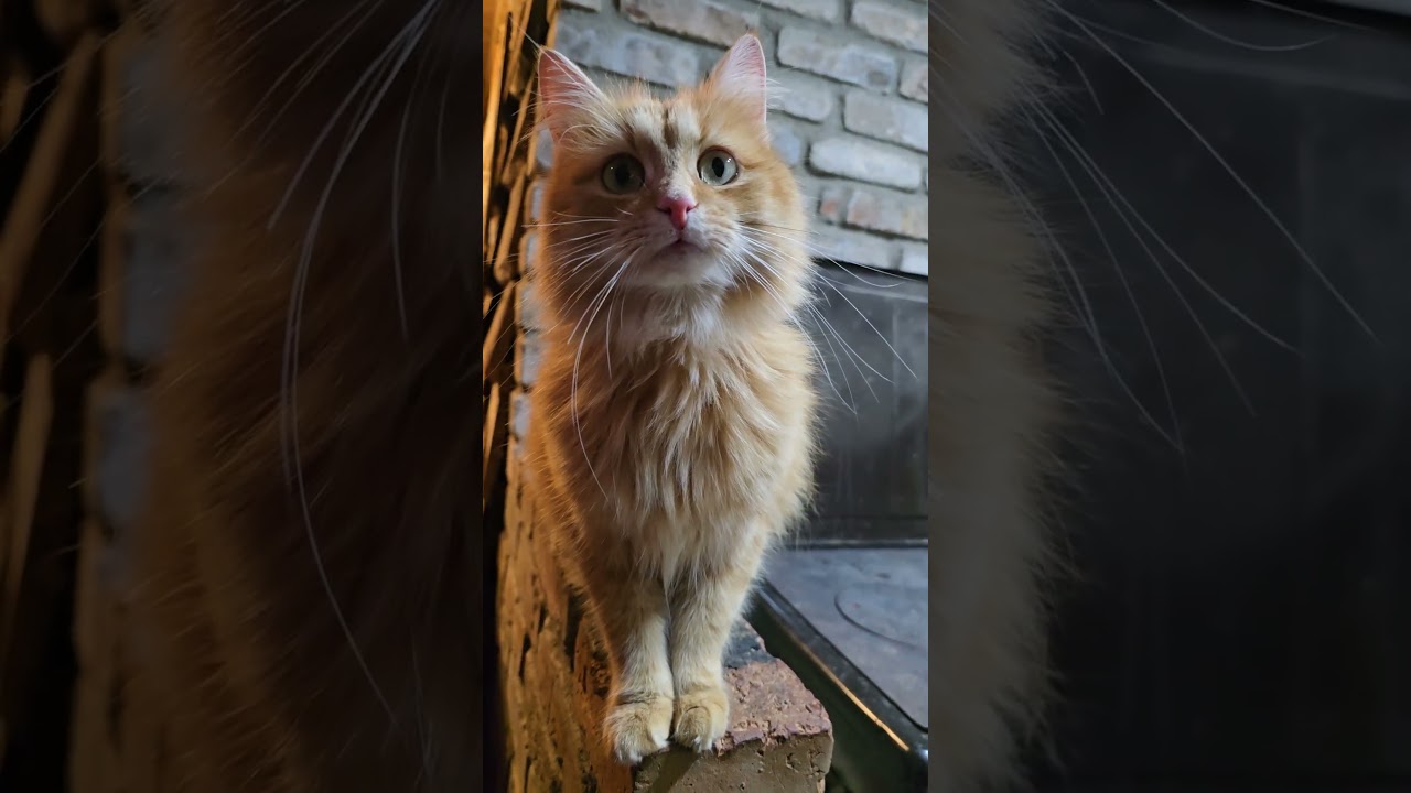 Rudy na Dzień dobry 🐈