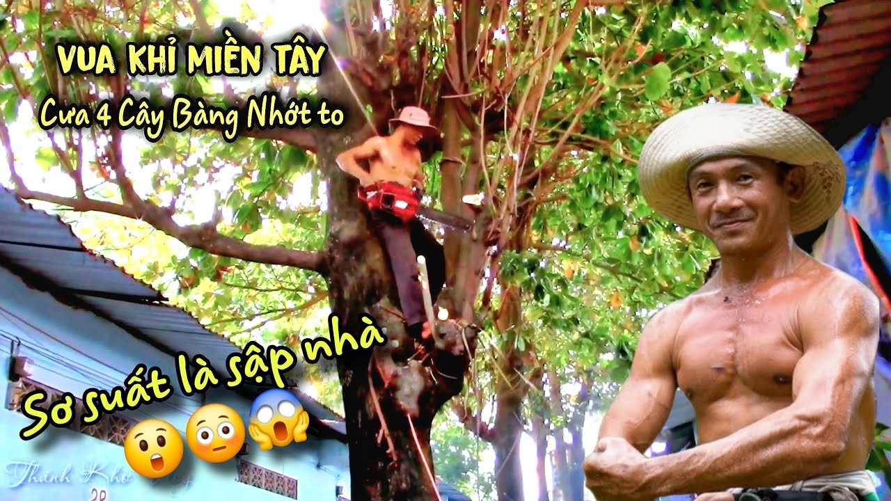 THÔI XONG! THỢ CƯA BỎ CHẠY SỢ SẬP NHÀ KHIẾN CHỦ TRỌ LO LẮNG VÌ KHÔNG AI DÁM CƯA CÒN VUA KHỈ THÌ SAO
