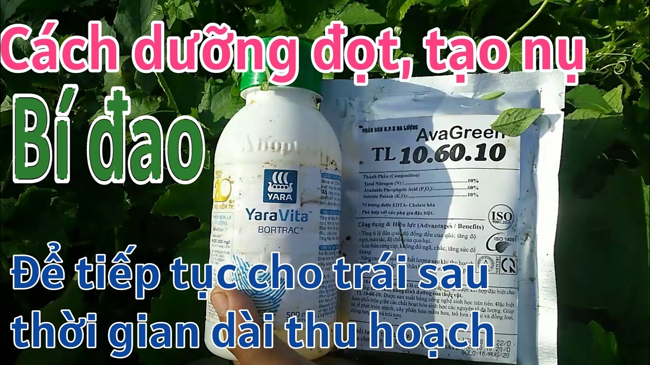 Kỹ thuật trồng bí đao SH65: P24-Cách dưỡng đọt sau thời gian thu hoạch-BÙI THANH NGOAN