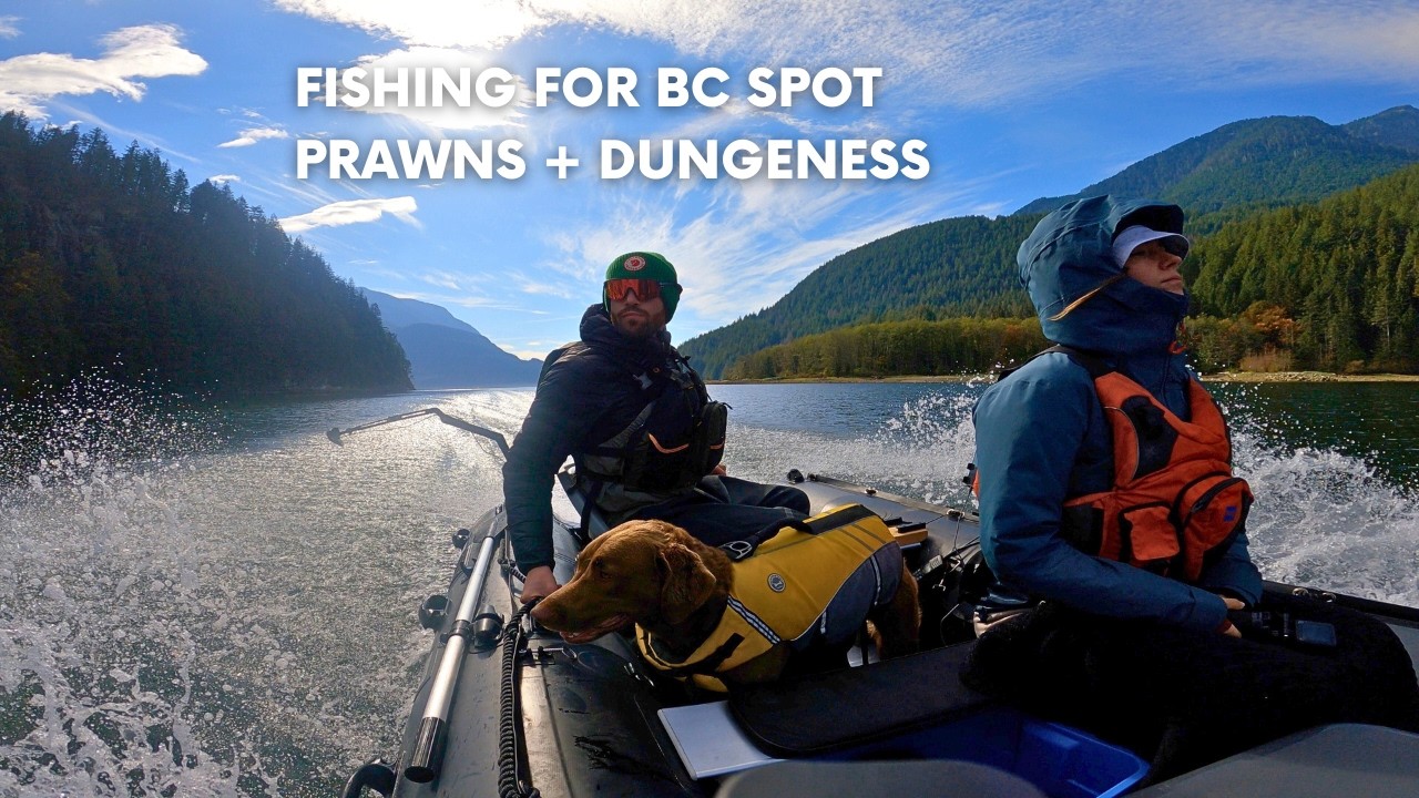 BC Spot Prawns & Dungeness Crab at Indian Arm | Stryker LX420 Coastal Adventures