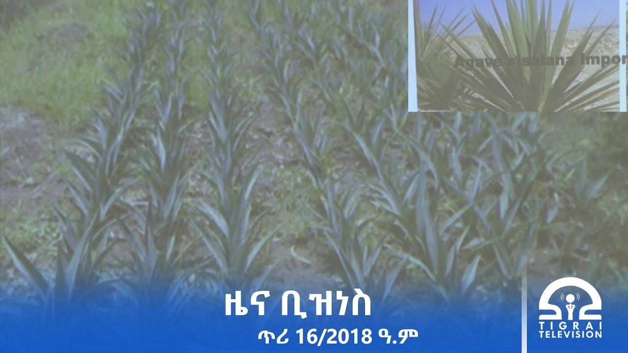 ዜና ቢዝነስ - ጥሪ 16/2018 ዓ.ም | #Tigrai_Television | #ቴሌቪዥን_ትግራይ |