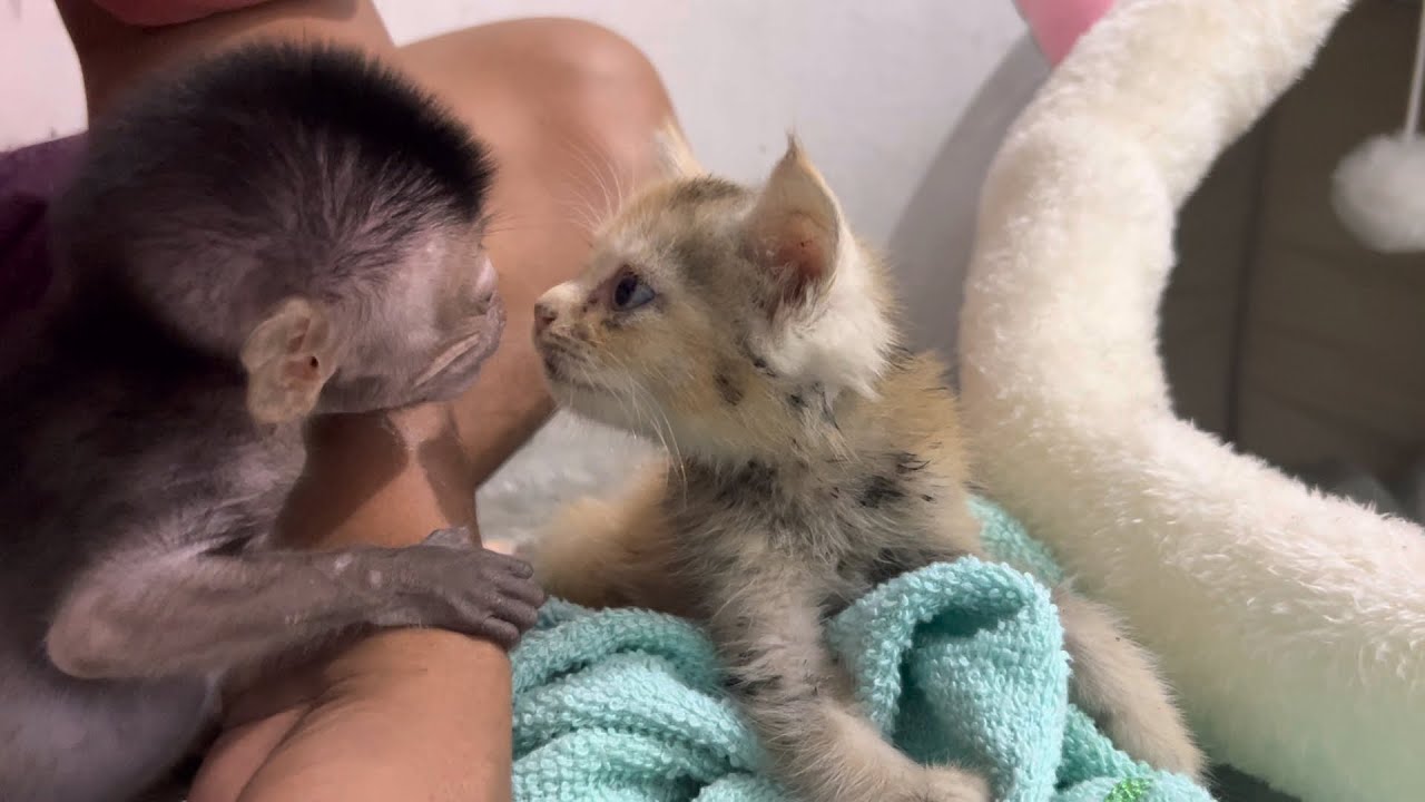 baby monkey wini's reaction to seeing a baby Angora cat