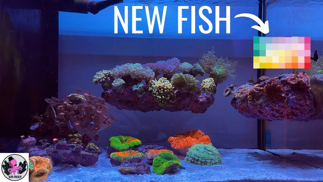 MY NEW Fish is here!  IM Innovative Marine Nuvo Fusion 14 Gallon Peninsula