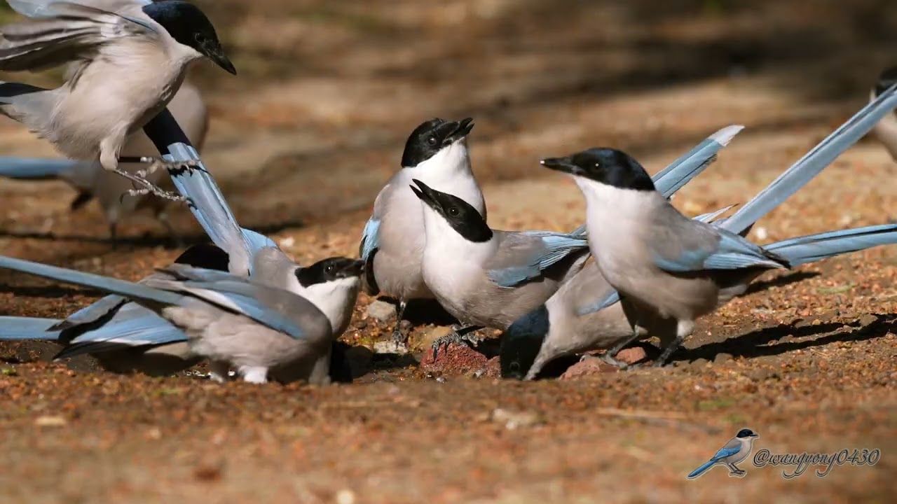 灰喜鵲 Azure-winged Magpie #birds #birdingparadise #wildlife #nature #4k #birdphotography #birdwatching