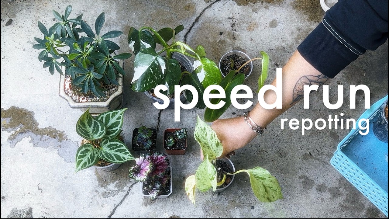 Repotting Houseplants (speed-run) | new plants, propagations, & 'garden at the flea' plant show