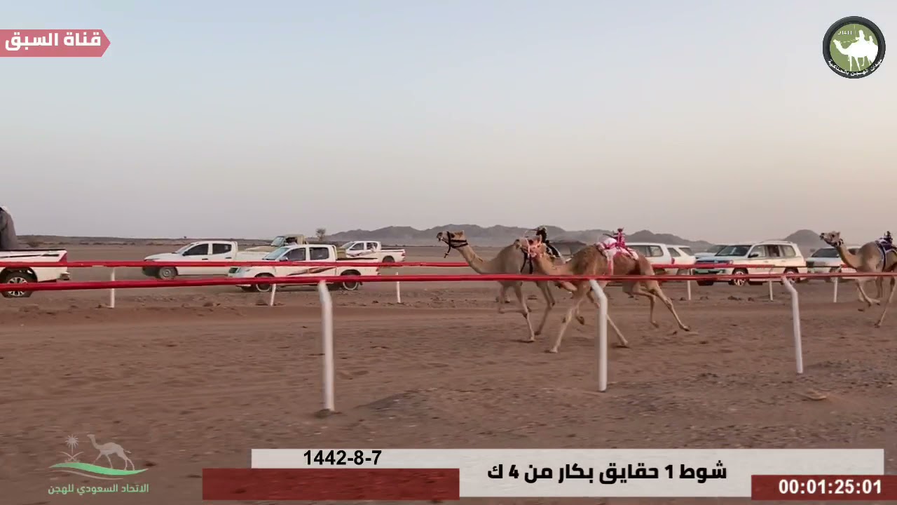 سباق الهجن ميدان الحناكية الشوط 1 حقايق بكار من 4 ك ‪ متعبة لـ ‏ ‏سليمان بن رويشد الجهني  19_3_2021م