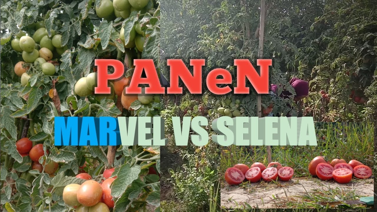 PANEN MARVEL VS SELENA